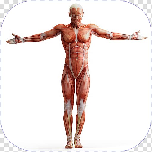 Human body Anatomy Muscle Homo sapiens Muscular system, arm transparent background PNG clipart