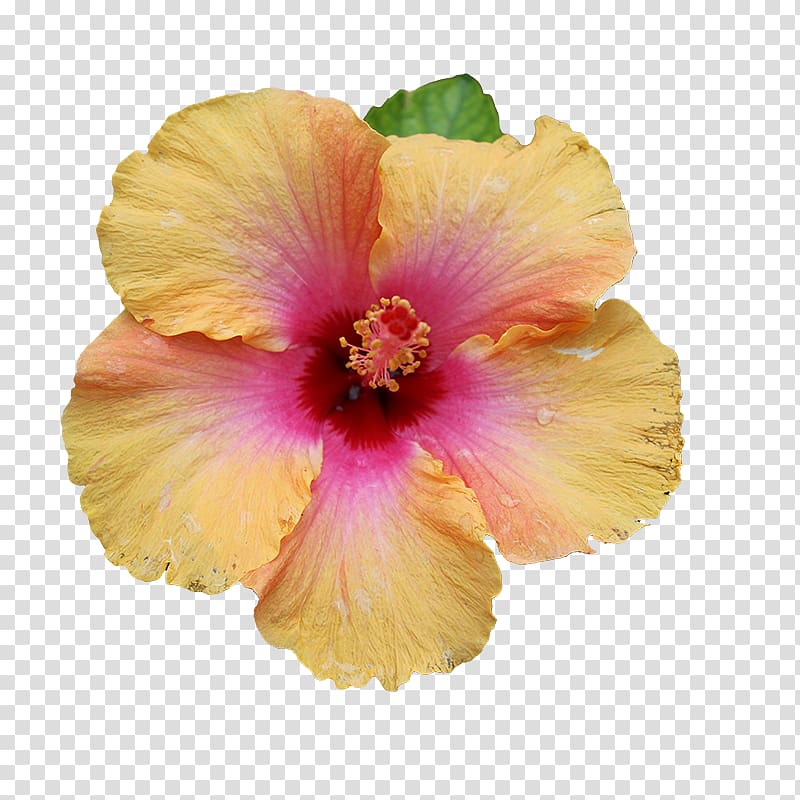 Shoeblackplant Common Hibiscus Flower, Brilliant blooming hibiscus flower transparent background PNG clipart