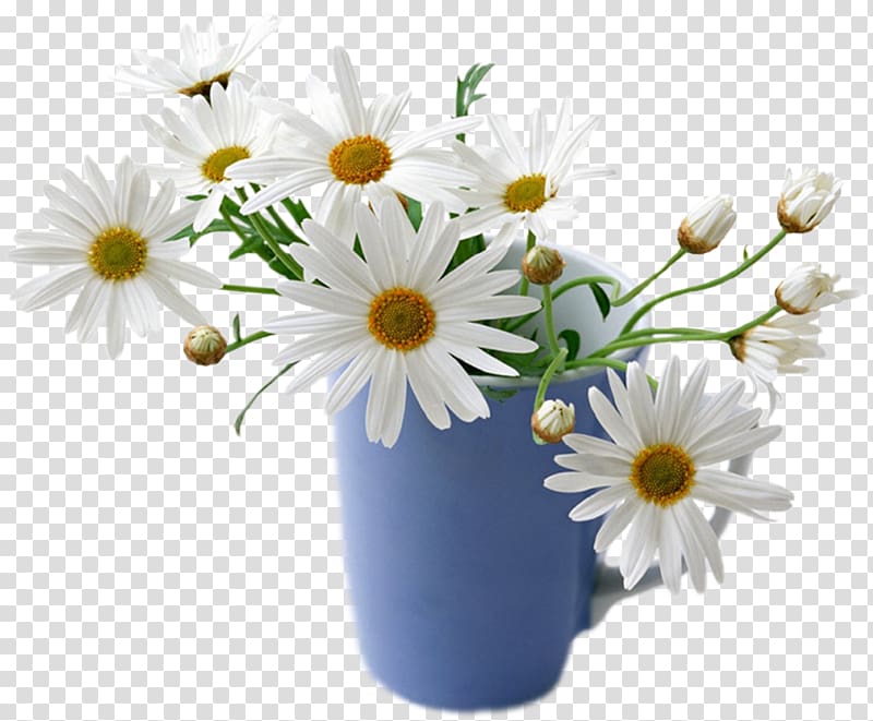 Flower Desktop Common daisy Rose White, good morning transparent background PNG clipart