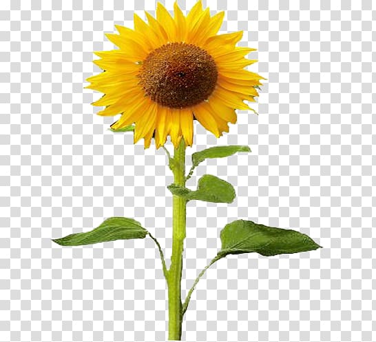 Common sunflower Plant Sunflower seed, plant transparent background PNG clipart