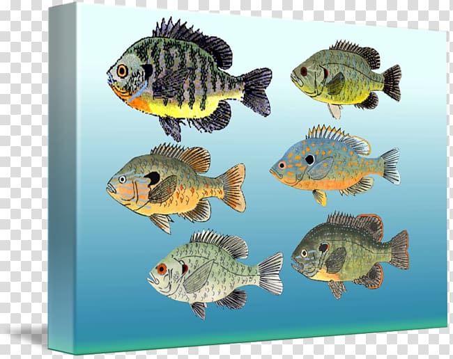 Aquariums Gallery wrap Marine biology Coral reef fish Freshwater fish, Patricia Nolanbrown transparent background PNG clipart
