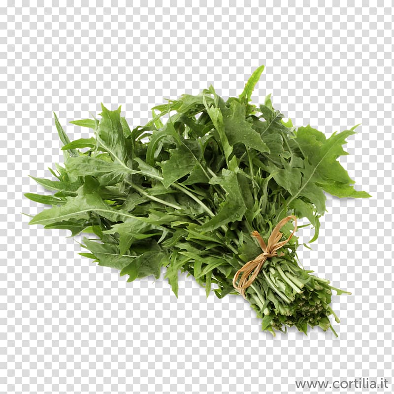 Coriander Herb , salata transparent background PNG clipart