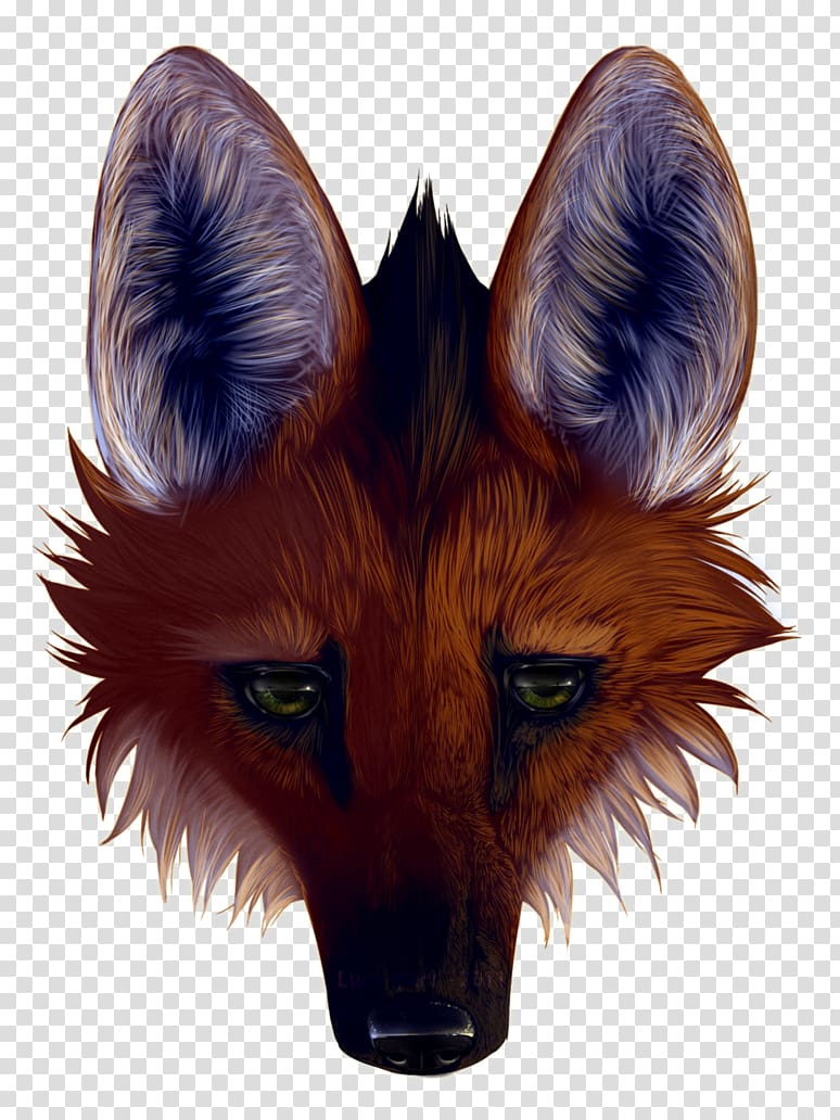 Red fox Gray wolf Maned wolf Panthera Drawing, fox transparent background PNG clipart