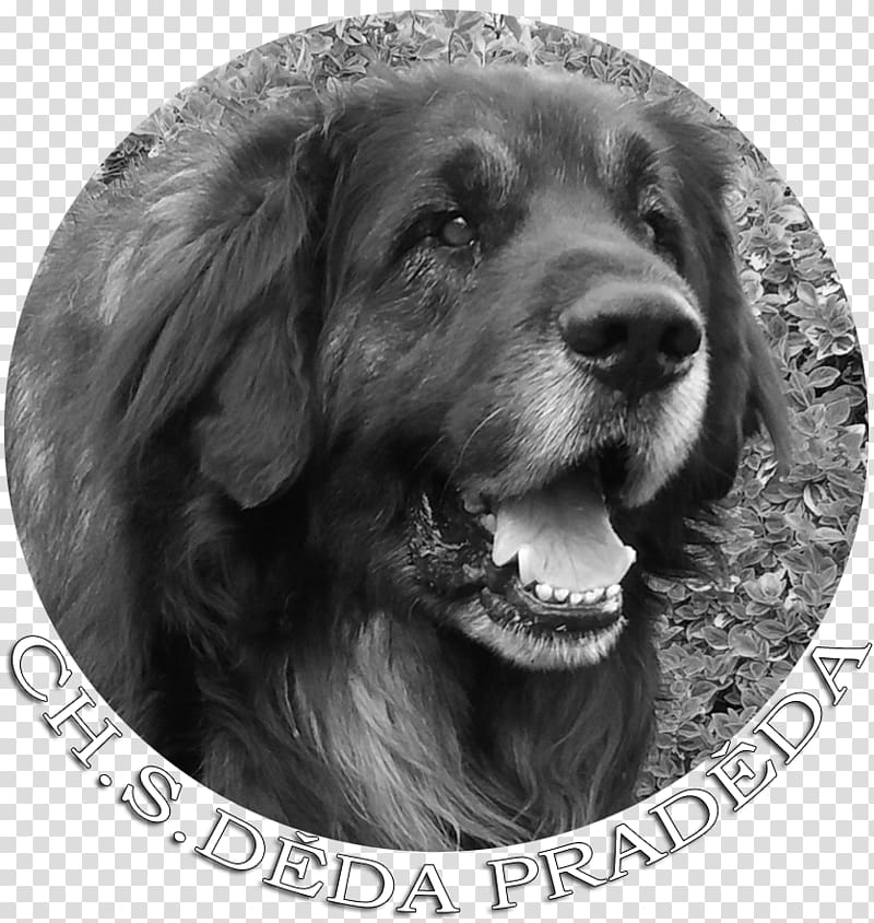 Flat-Coated Retriever Labrador Retriever Golden Retriever Newfoundland dog Puppy, golden retriever transparent background PNG clipart