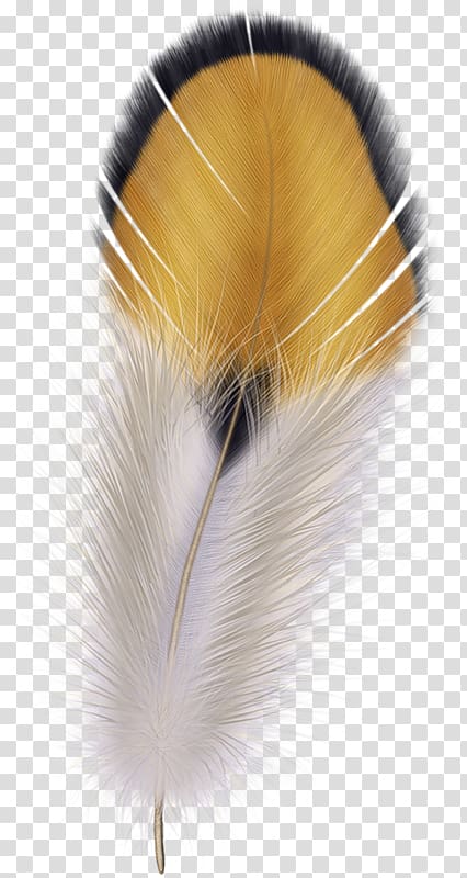 Feather , Plumas transparent background PNG clipart
