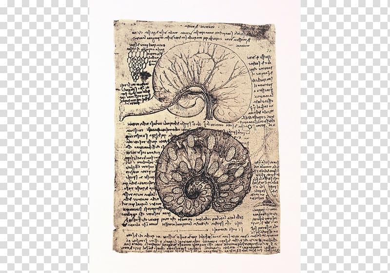 Drawing of the uterus of a pregnant cow University of Pavia Human anatomy Renaissance, dali transparent background PNG clipart
