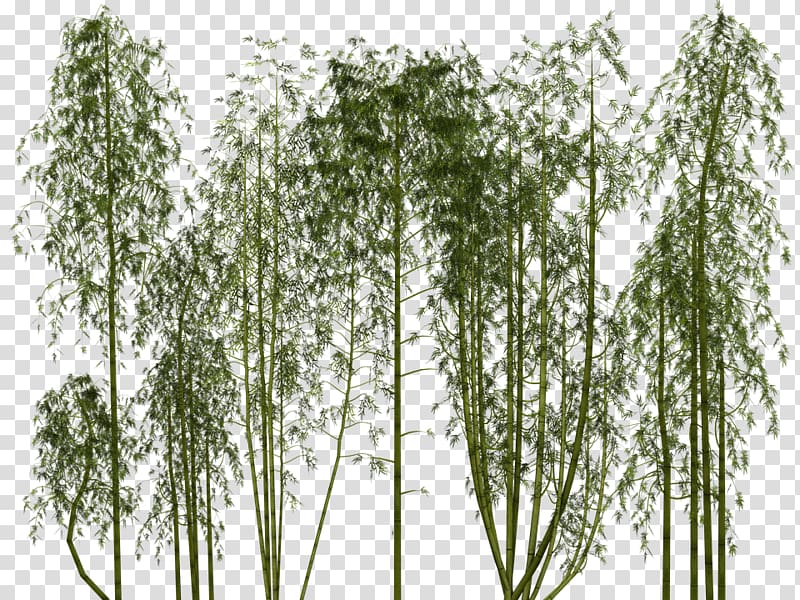 Tropical woody bamboos Plant , bamboo transparent background PNG clipart