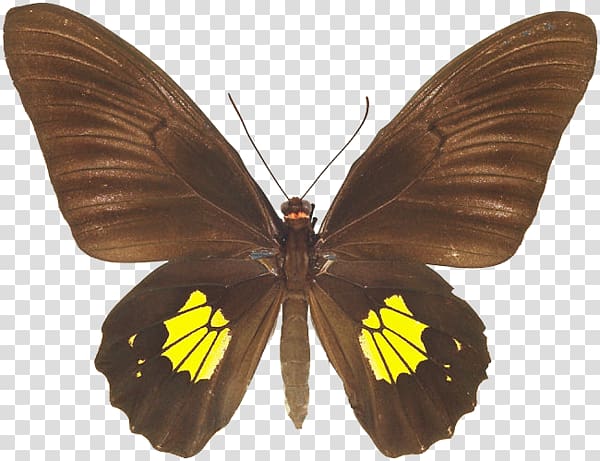 Brush-footed butterflies Pieridae Gossamer-winged butterflies Moth Butterfly, butterfly transparent background PNG clipart