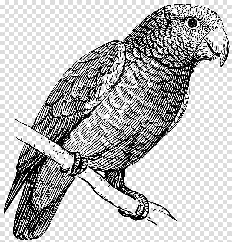 Parrot Black and white Budgerigar , parrot transparent background PNG clipart