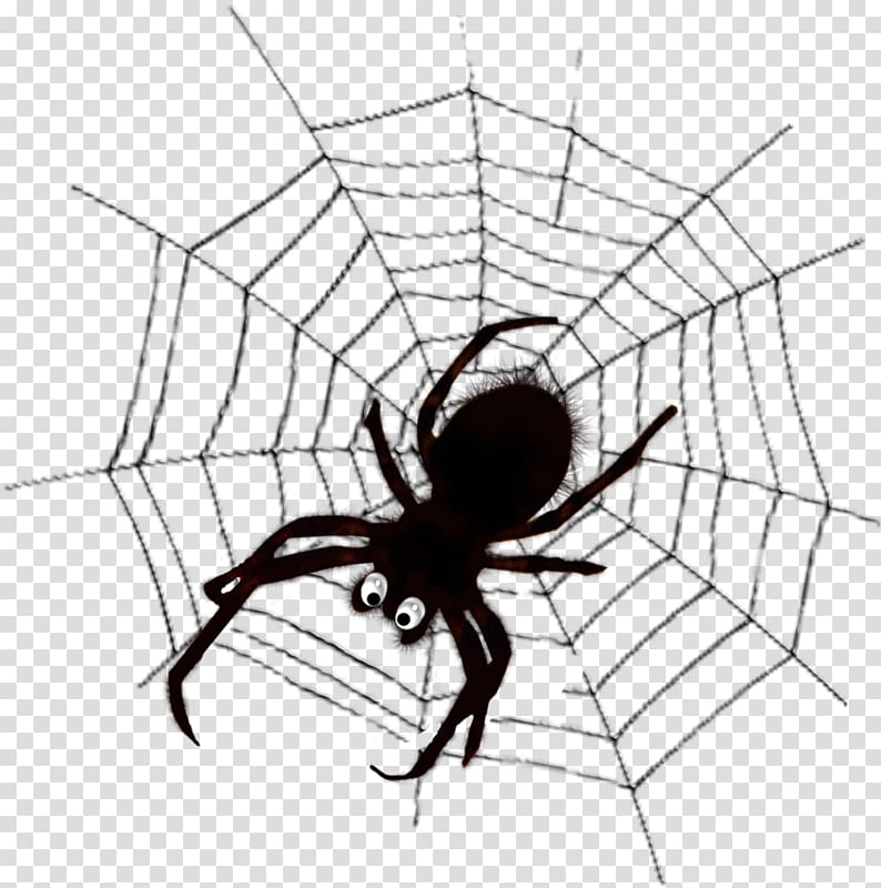 Spider web , spider transparent background PNG clipart