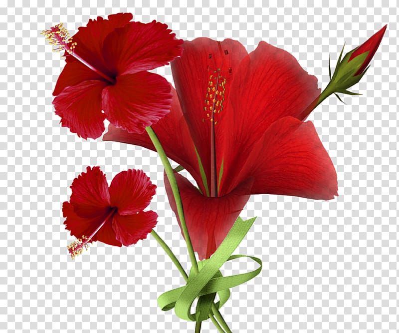 Shoeblackplant Cut flowers , red flower transparent background PNG clipart