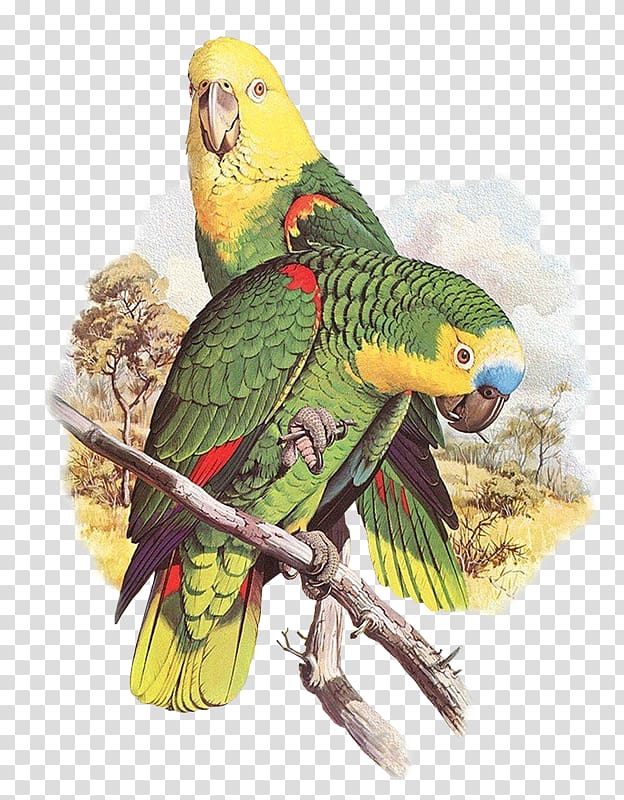 Parrots of the World Bird Parakeet, loros transparent background PNG clipart