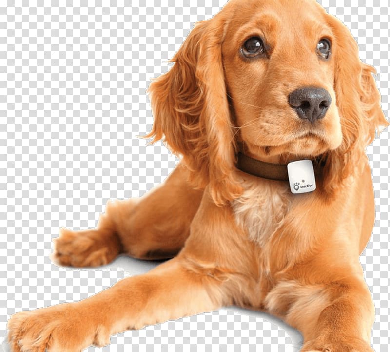 GPS Navigation Systems GPS tracking unit Global Positioning System Tractive Tracking system, Dog transparent background PNG clipart