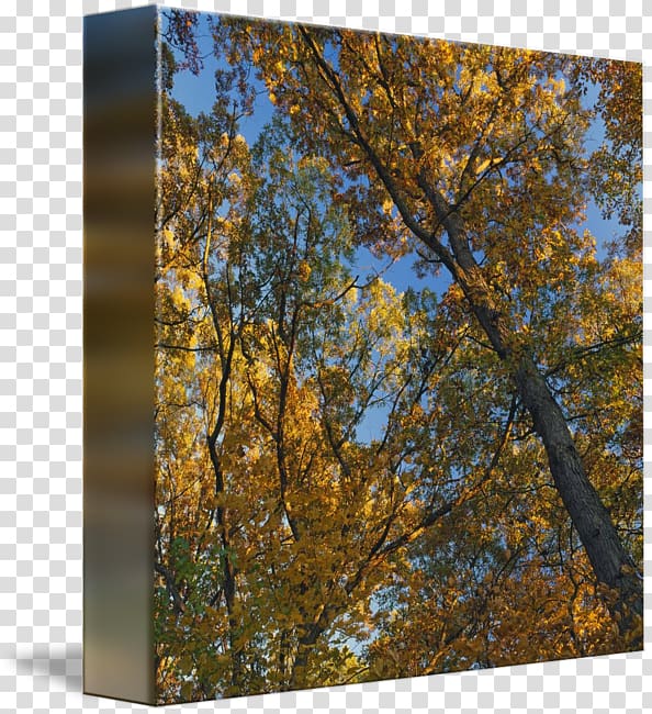 Birch Autumn leaf color Temperate broadleaf and mixed forest Tree, canopy tree transparent background PNG clipart