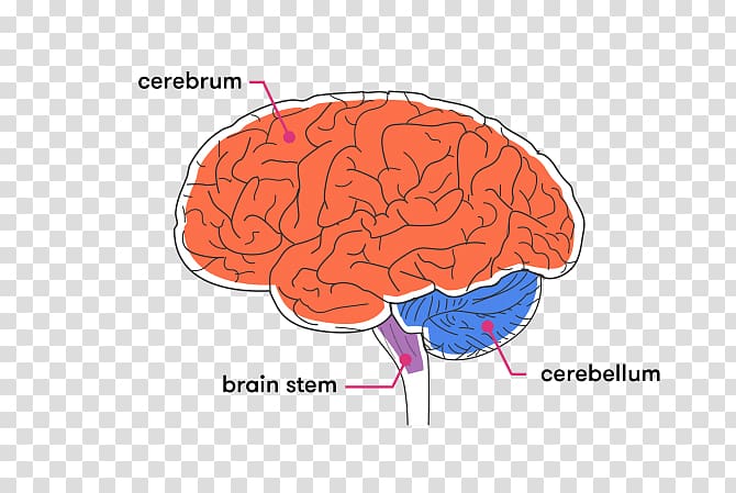 Brainstem Cerebellum Cerebral cortex White matter, Brain transparent background PNG clipart