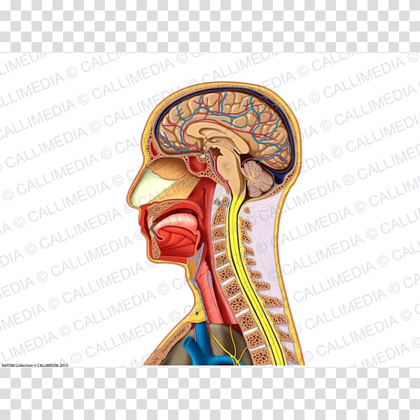 Neck Sagittal plane Head Skull Ear, skull transparent background PNG clipart