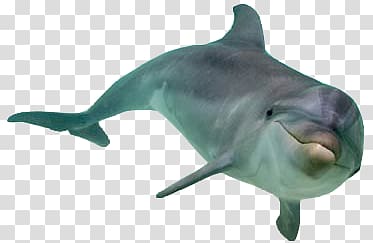 Dolphin transparent background PNG clipart
