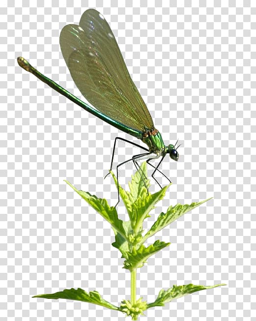 Insect Damselfly Dragonfly Bee Spider, insect transparent background PNG clipart