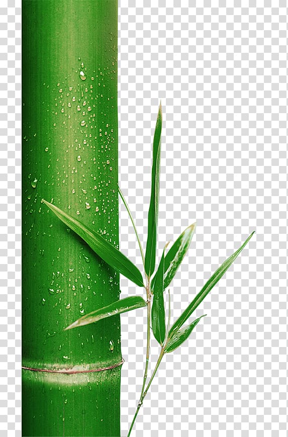 Bamboo Green, bamboo transparent background PNG clipart