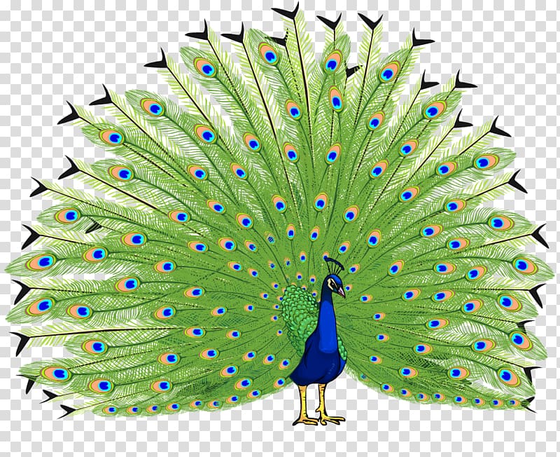 Bird Asiatic peafowl , peacock transparent background PNG clipart