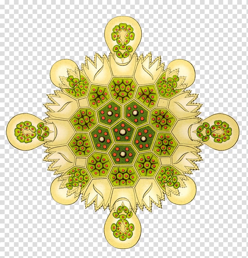 Art Forms in Nature Green algae Pediastrum Biology, Encyclopedia Of Life Creative transparent background PNG clipart