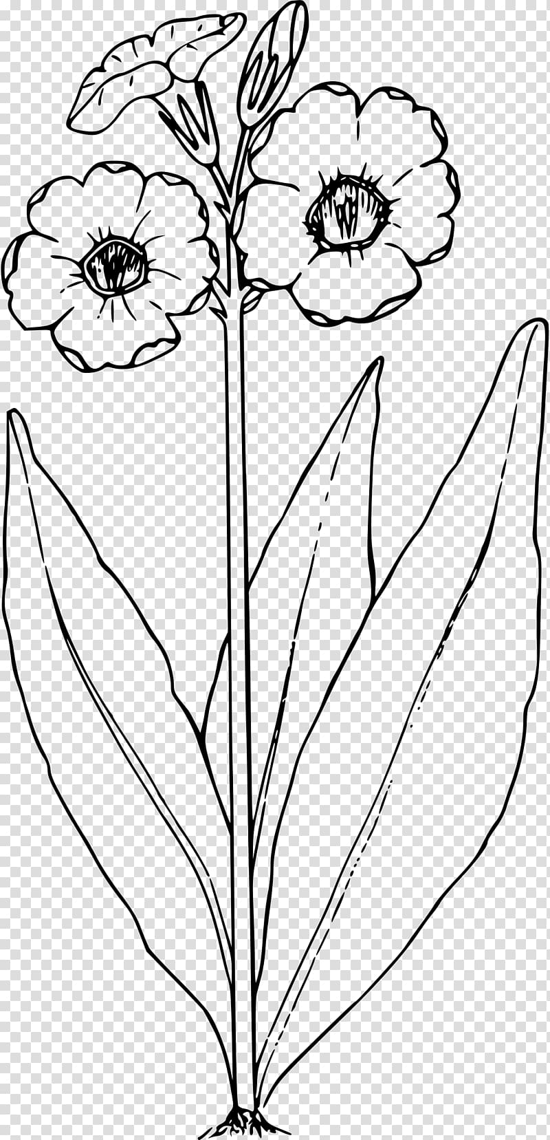 Primrose Drawing Black and white , primrose transparent background PNG clipart