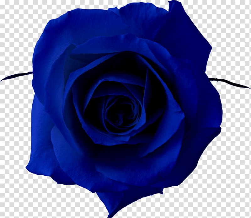 Blue rose , rose transparent background PNG clipart