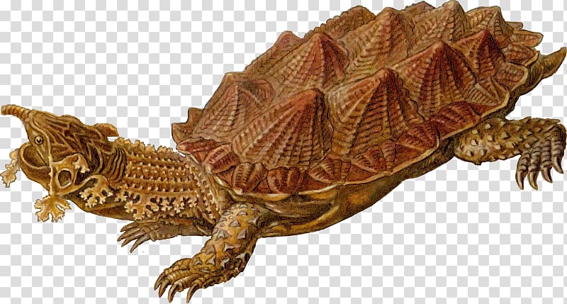 Common snapping turtle Reptile Archelon Common box turtle, prehistoric turtle skeleton transparent background PNG clipart