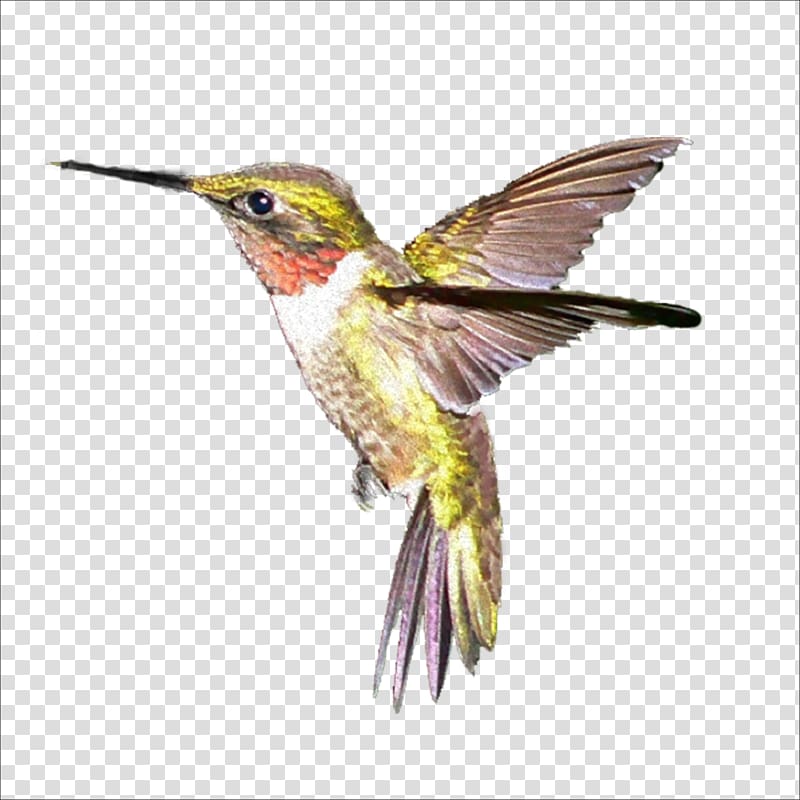 green, gray, and orange hummingbird illustration, Hummingbird, Birds transparent background PNG clipart