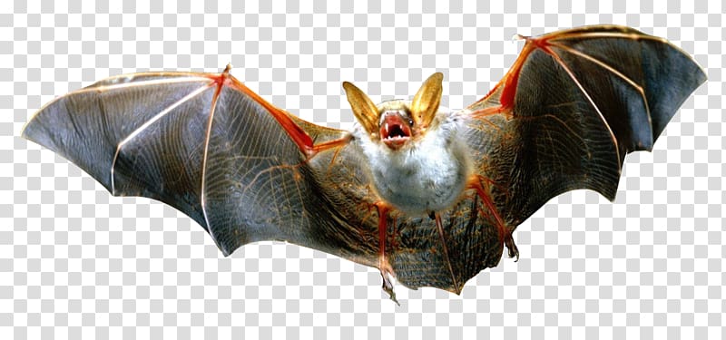 black and brown bat, Bat transparent background PNG clipart