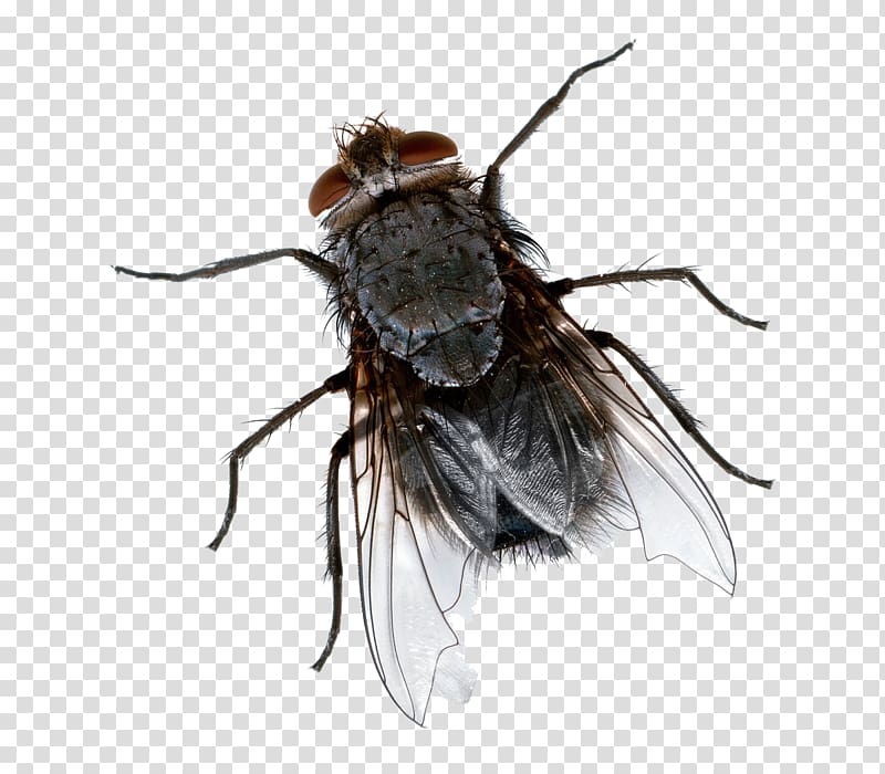 Insect wing Cockroach Fly Pest, Black flies transparent background PNG clipart