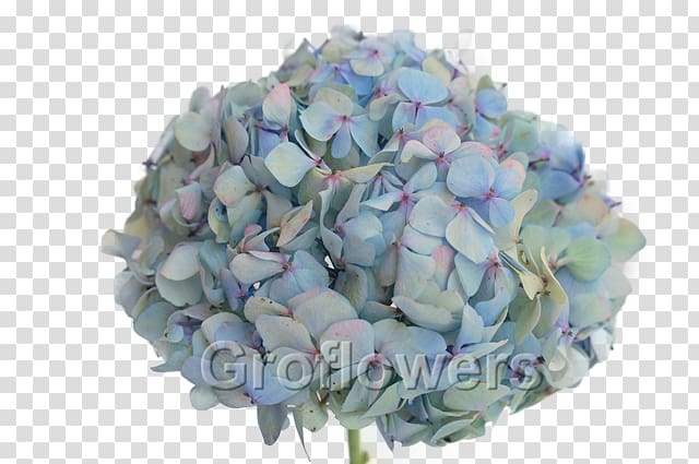 Hydrangea Cut flowers Flower bouquet Petal, BLUE Hydrangea transparent background PNG clipart