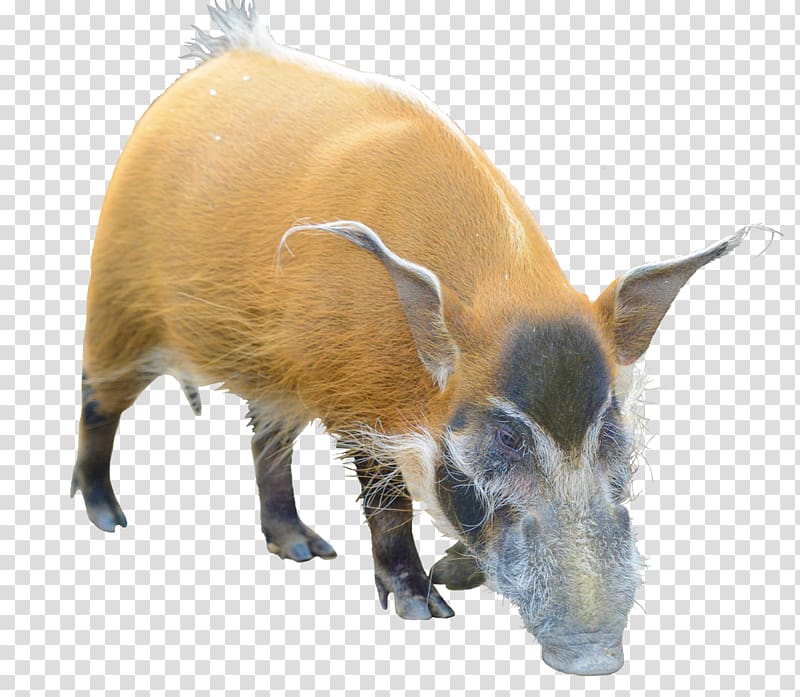 Wild boar Barbary sheep Red river hog Even-toed ungulate, hogs transparent background PNG clipart