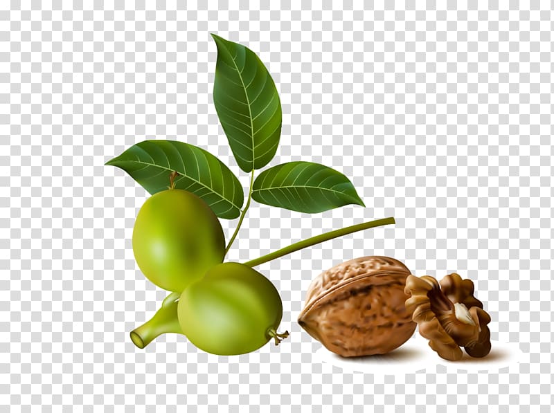 Walnut Euclidean , walnut transparent background PNG clipart