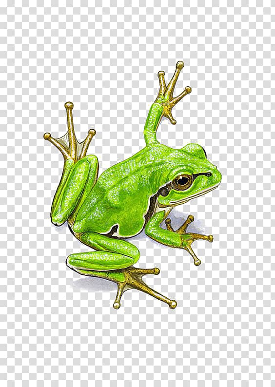 green frog illustration, frog Watercolor painting, Watercolor frogs transparent background PNG clipart