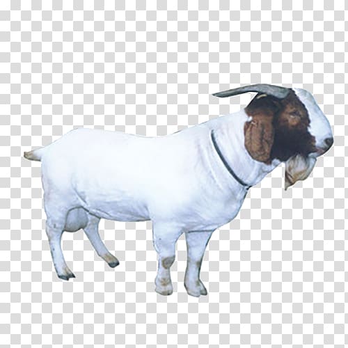 Sheep Goat Live, goat transparent background PNG clipart | HiClipart