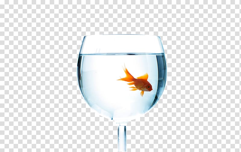 Wine glass Cup Fish, Glass goldfish transparent background PNG clipart