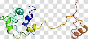 Line Point Organism , line transparent background PNG clipart thumbnail