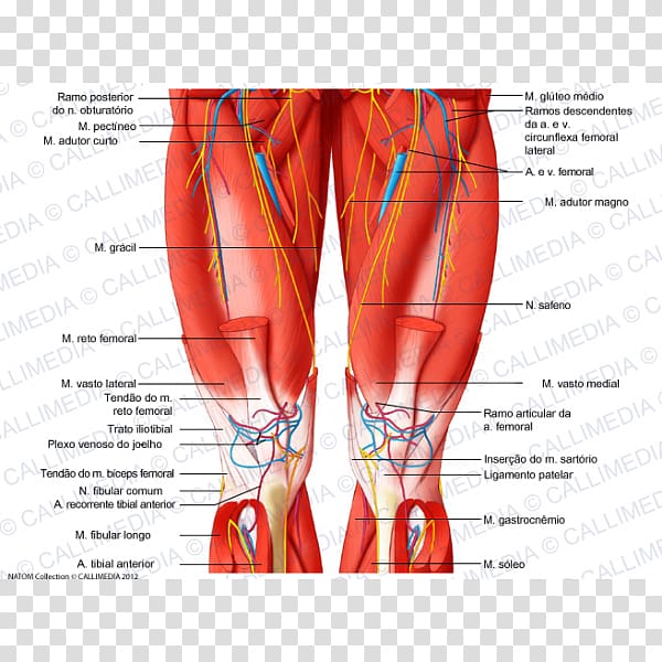Anterior compartment of thigh Human leg Muscle Human body, adductor muscles of the thigh transparent background PNG clipart
