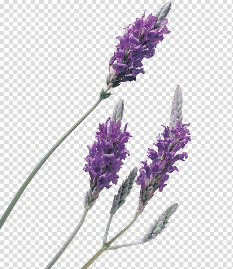 lavender plant, Lavender oil Perfume, Beautiful purple lavender background material transparent background PNG clipart