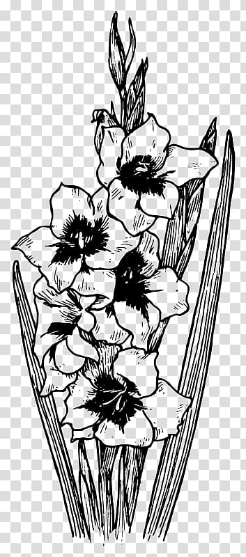 Drawing Flower The Gladiolus , gladiolus drawing transparent background PNG clipart