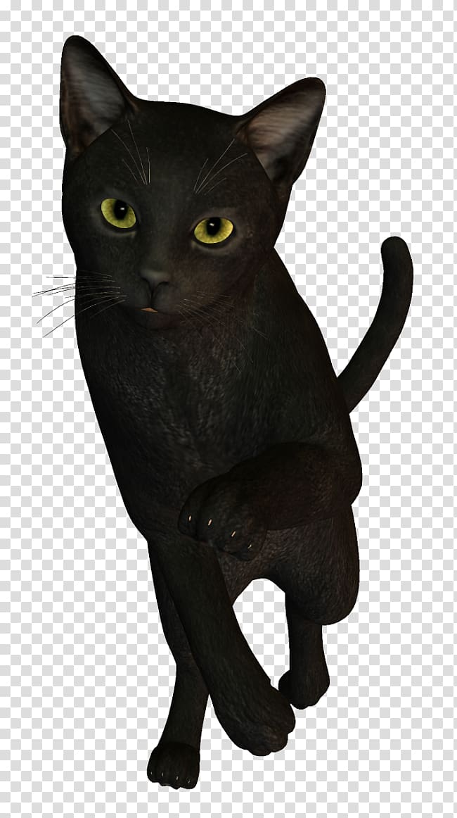 Bombay cat Korat Chartreux Havana Brown American Wirehair, others transparent background PNG clipart