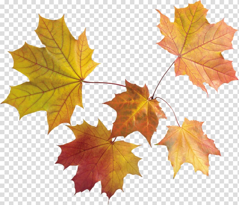 Leaf Autumn , autumn leaves transparent background PNG clipart