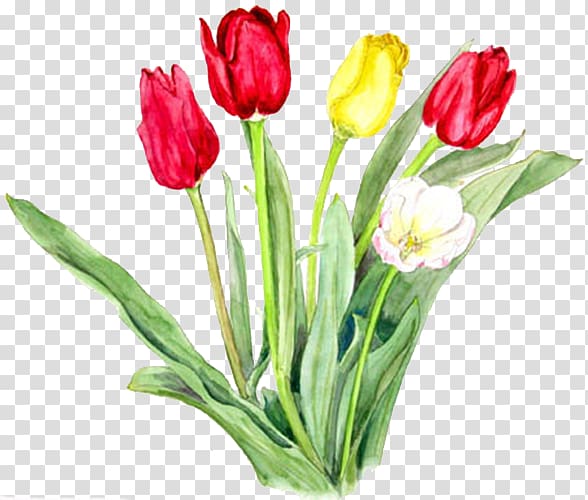 Tulipa gesneriana Watercolor painting Designer Cut flowers, Red tulips transparent background PNG clipart