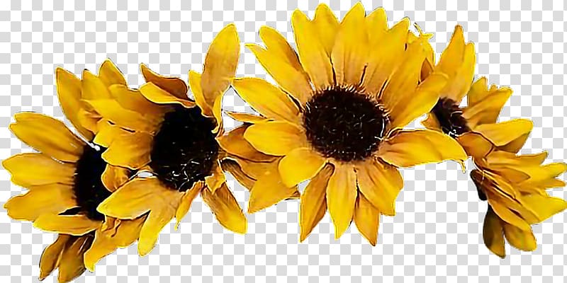 Common sunflower Crown Portable Network Graphics , flower transparent background PNG clipart