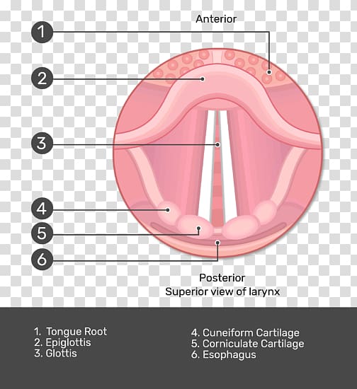 Epiglottis Larynx Vestibular fold Vocal folds, vocal cords transparent background PNG clipart