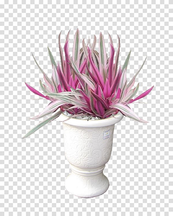 Tradescantia spathacea \'Tricolor\' Flowerpot Ornamental plant Moses-in-the-cradle Hanoi, laiThai transparent background PNG clipart