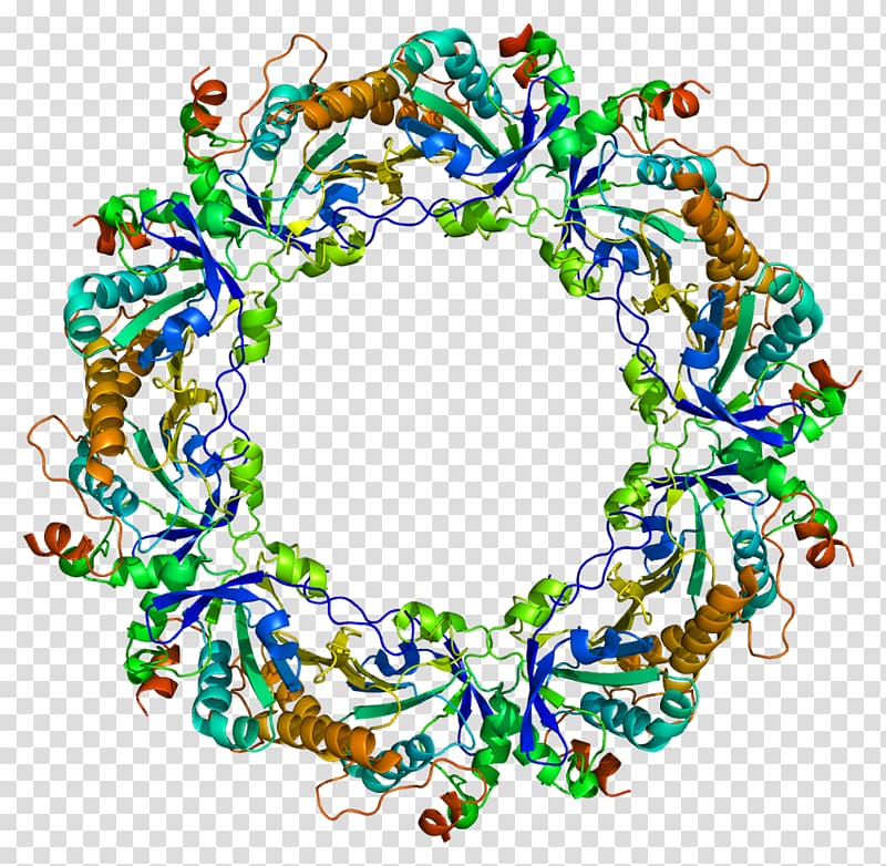 PRDX4 Protein Data Bank Peroxiredoxin Gene, others transparent background PNG clipart