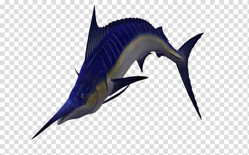 Sailfish Atlantic blue marlin , swordfish transparent background PNG clipart