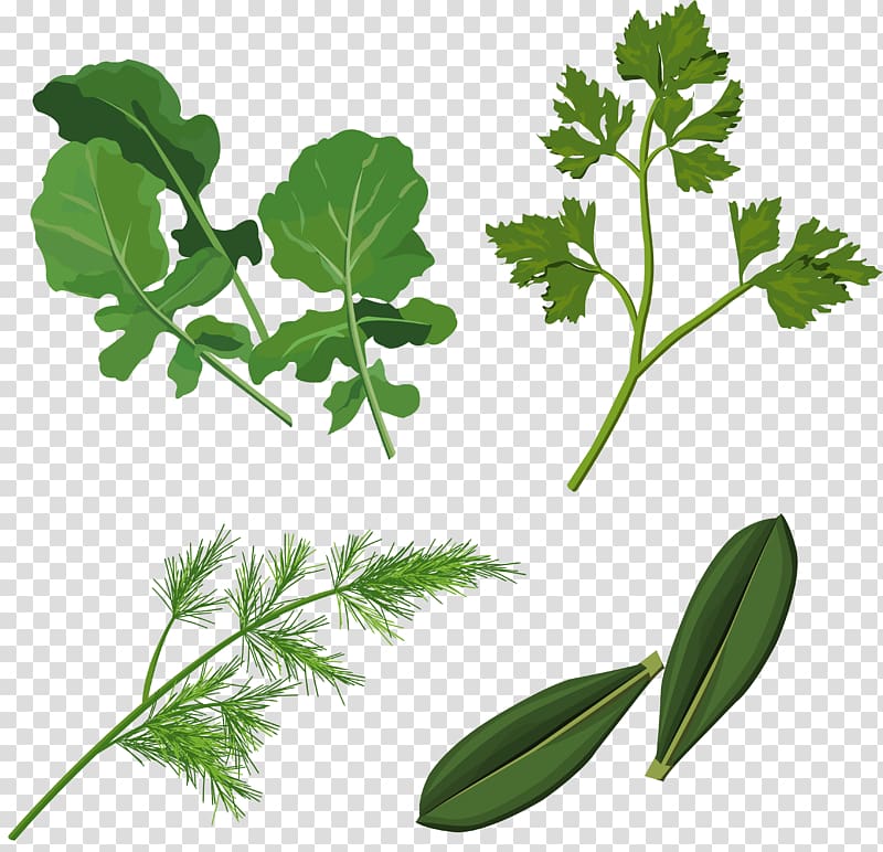 Herb , Herbs transparent background PNG clipart